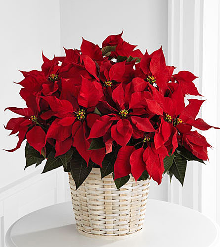 Large Red Poinsettia Basket - 8 inch pot size