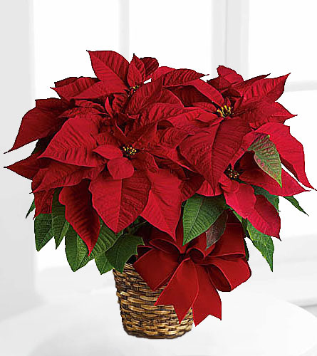 Classic Red Poinsettia