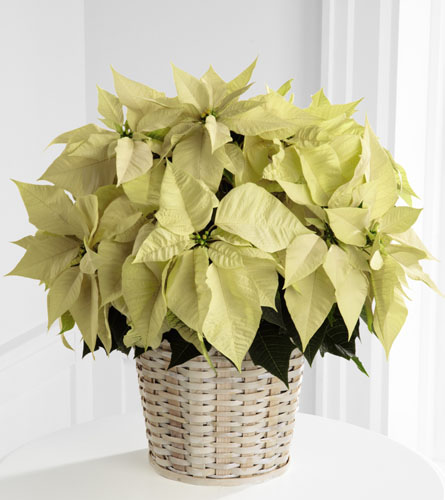 Pam's Garden - Poinsettias/Plants - Large White Poinsettia - Send A ...