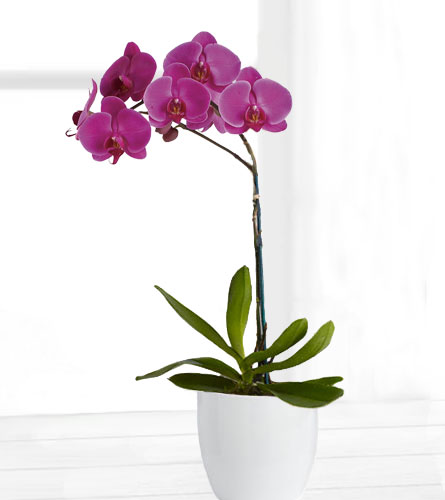 Pam's Garden - Bosses' Week - Purple Orchid Planter S11-4462POP